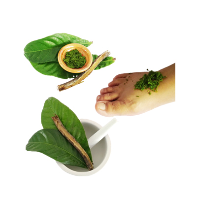 Traditional recipe Rat or snake bites, rat poisoning and boils from Putat Sungai