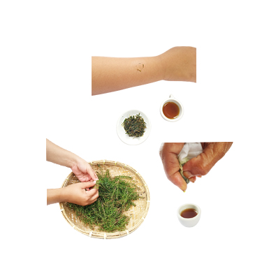 Traditional recipe Treating insect bites from Tea tree