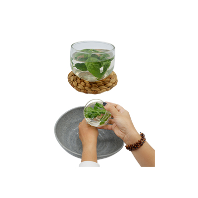 Traditional recipe Skin disorders from Sena Polong