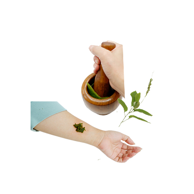 Traditional recipe Wounds from Daun Bulu Ayam