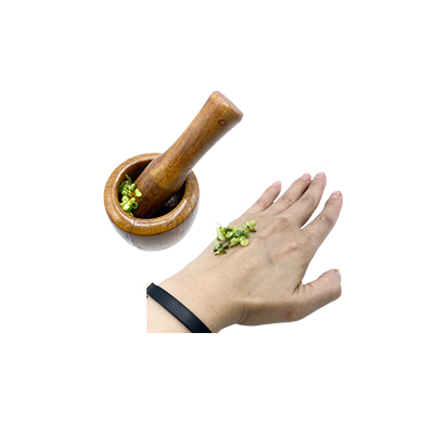Traditional recipe Snake bite from Crotalaria quinquefolia
