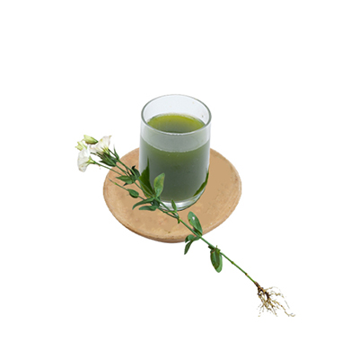 Traditional recipe Intestinal disease from Bunga Lisianthus