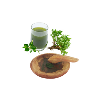Traditional recipe Cough from Peperomia Hope
